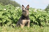 BOUVIER DES ARDENNES 016